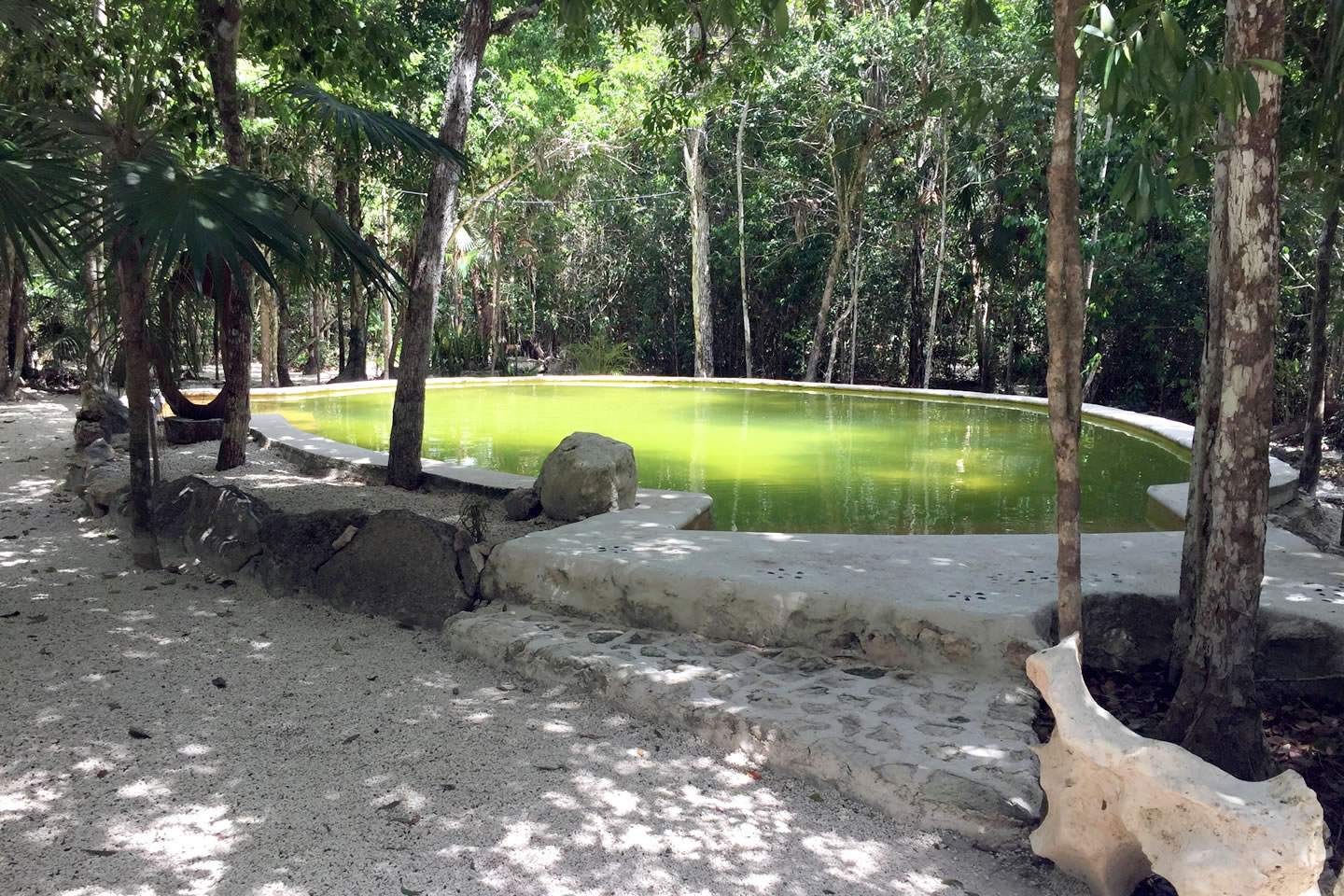 Alberca Raíces